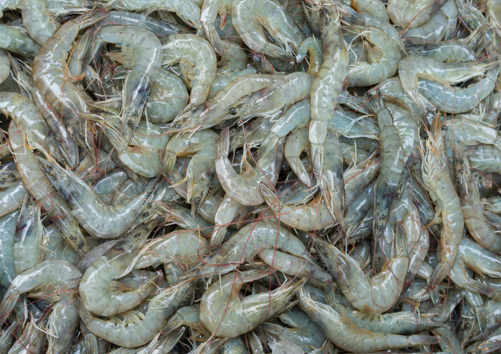 Udang Vannamei Premium 1kg